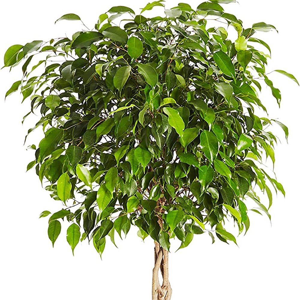 Ficus Benjamina - Tip Copac cu Tulpina impletita - 140 cm