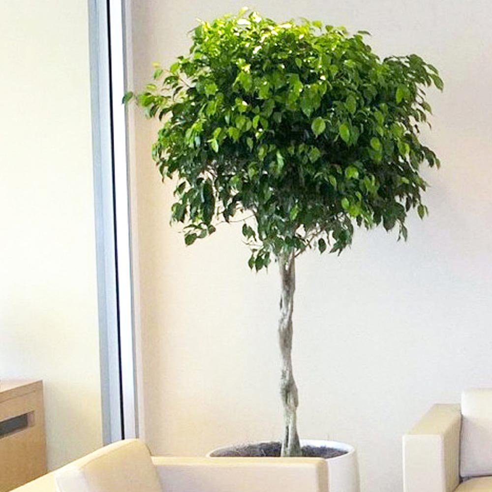 Ficus Benjamina Exotica - Tip Copac cu Tulpina impletita - 140 cm