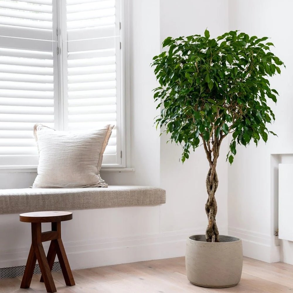 Ficus Benjamina Exotica - Tip Copac cu Tulpina impletita - 110 cm