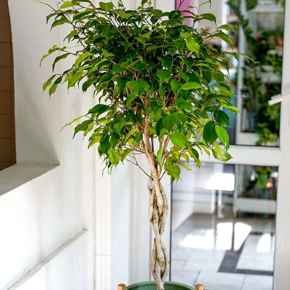Ficus Benjamina Exotica - Tip Copac cu Tulpina impletita - 140 cm