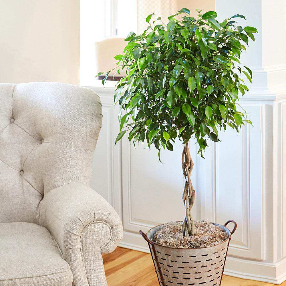 Ficus Benjamina Exotica - Tip Copac cu Tulpina impletita - 140 cm