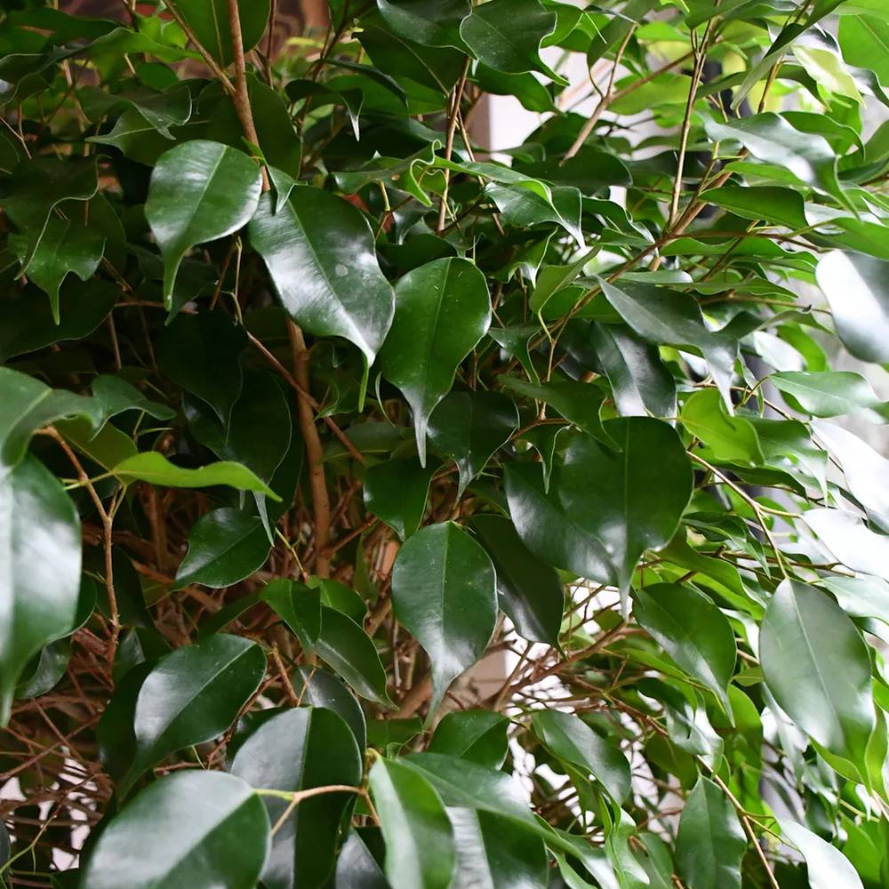 Ficus Benjamina Exotica - Tip Copac cu Tulpina impletita - 140 cm