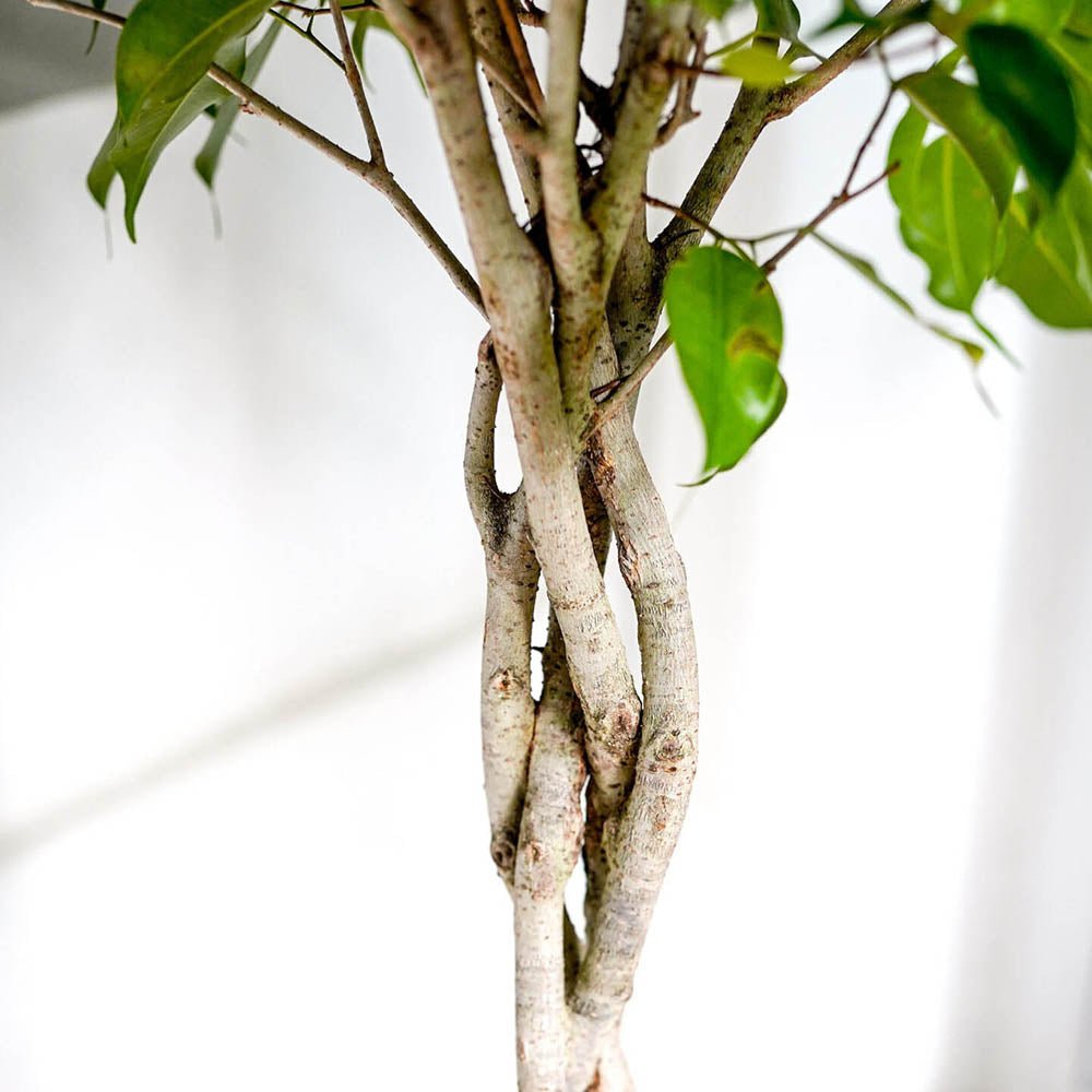 Ficus Benjamina Exotica - Tip Copac cu Tulpina impletita - 140 cm