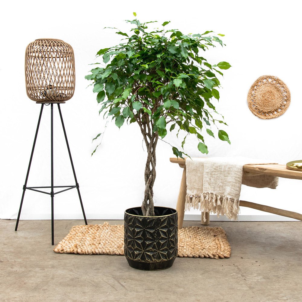 Ficus Benjamina - Tip Copac cu Tulpina impletita - 140 cm
