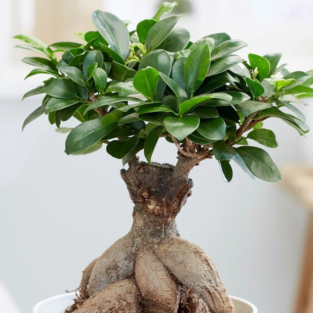 Ficus Bonsai Ginseng - 30 cm