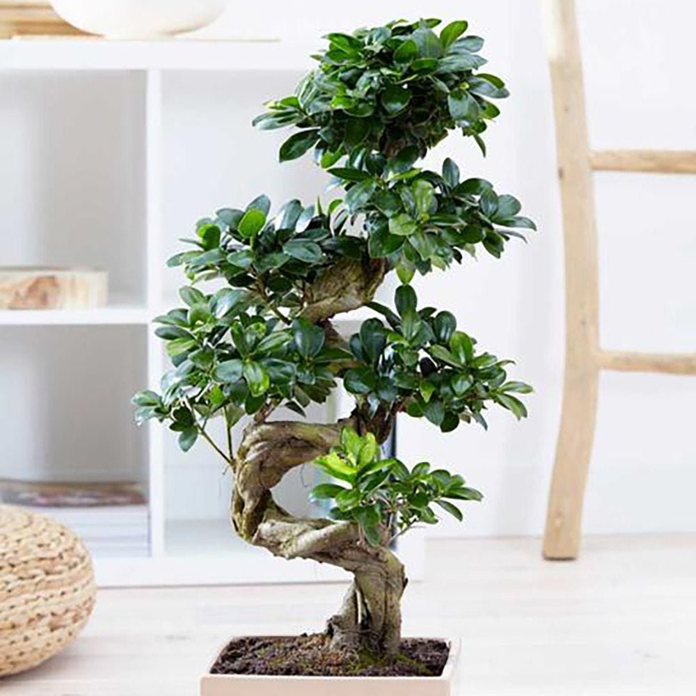 Ficus Bonsai Ginseng – spirális forma, 160 cm, légtisztító szobanövény