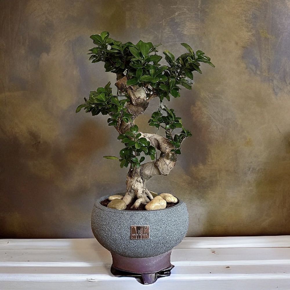 Ficus Bonsai Ginseng Forma Spirala - 70 cm