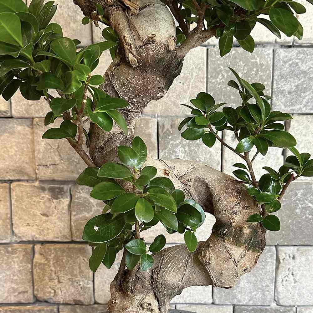 Ficus Bonsai Ginseng Forma Spirala - 70 cm