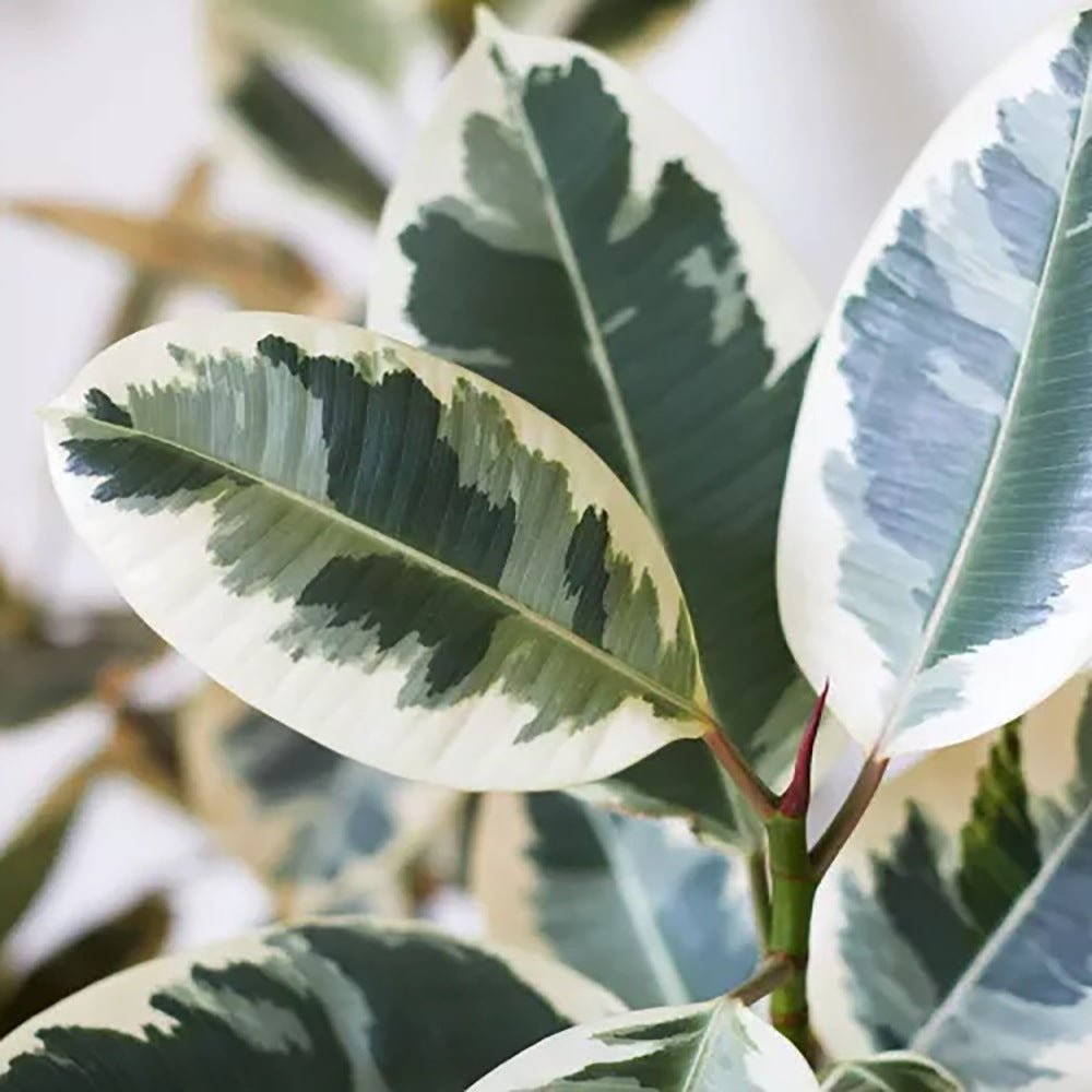 Ficus Elastica Tineke Bicolor - 80 cm