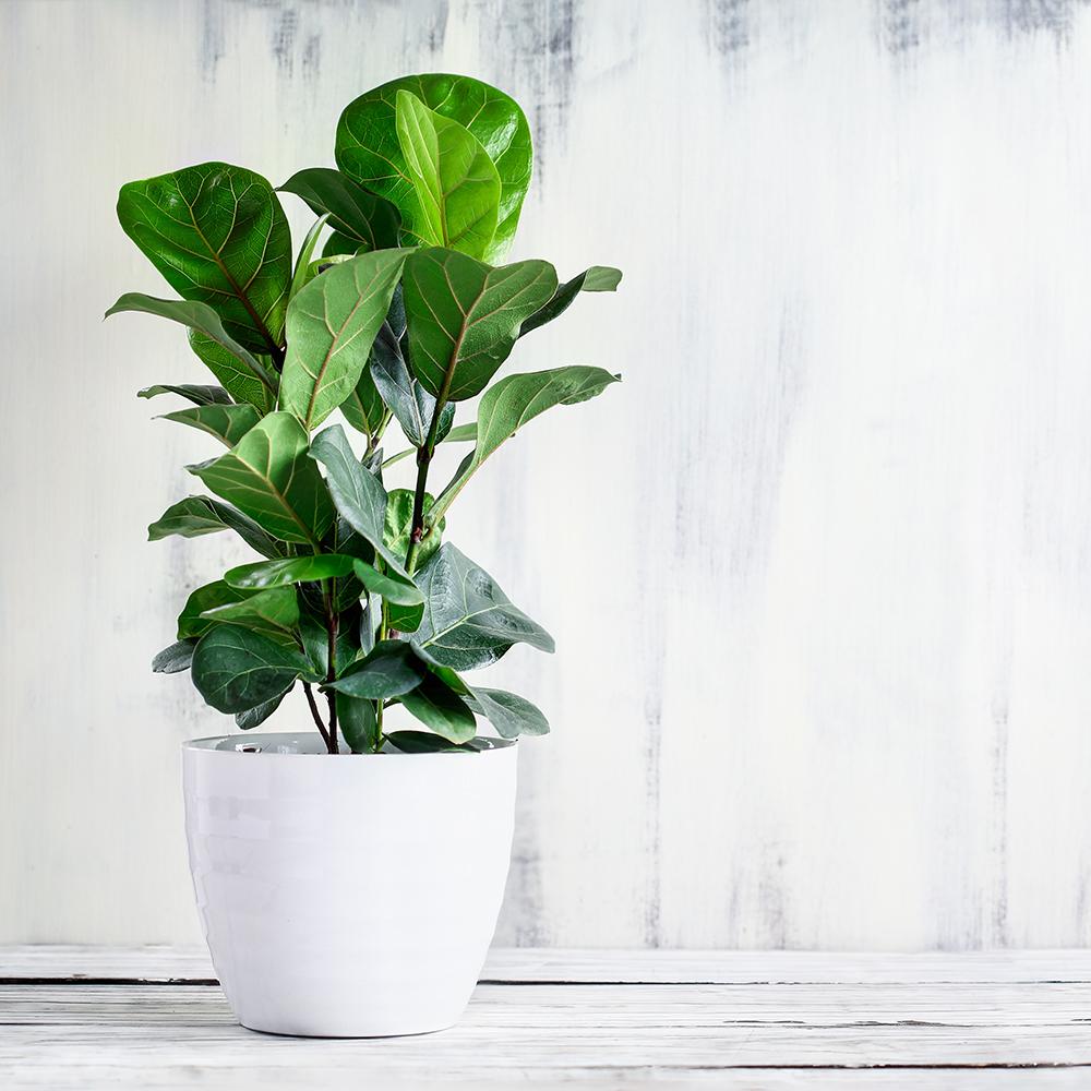 Ficus Lyrata - 100 cm