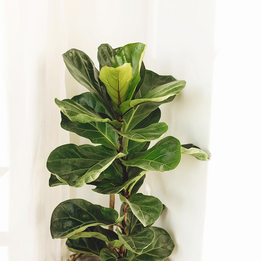 Ficus Lyrata - 100 cm