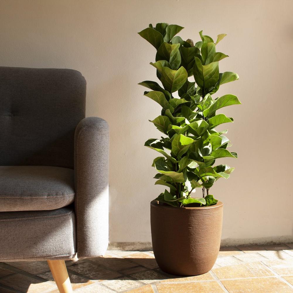 Ficus Lyrata - 100 cm