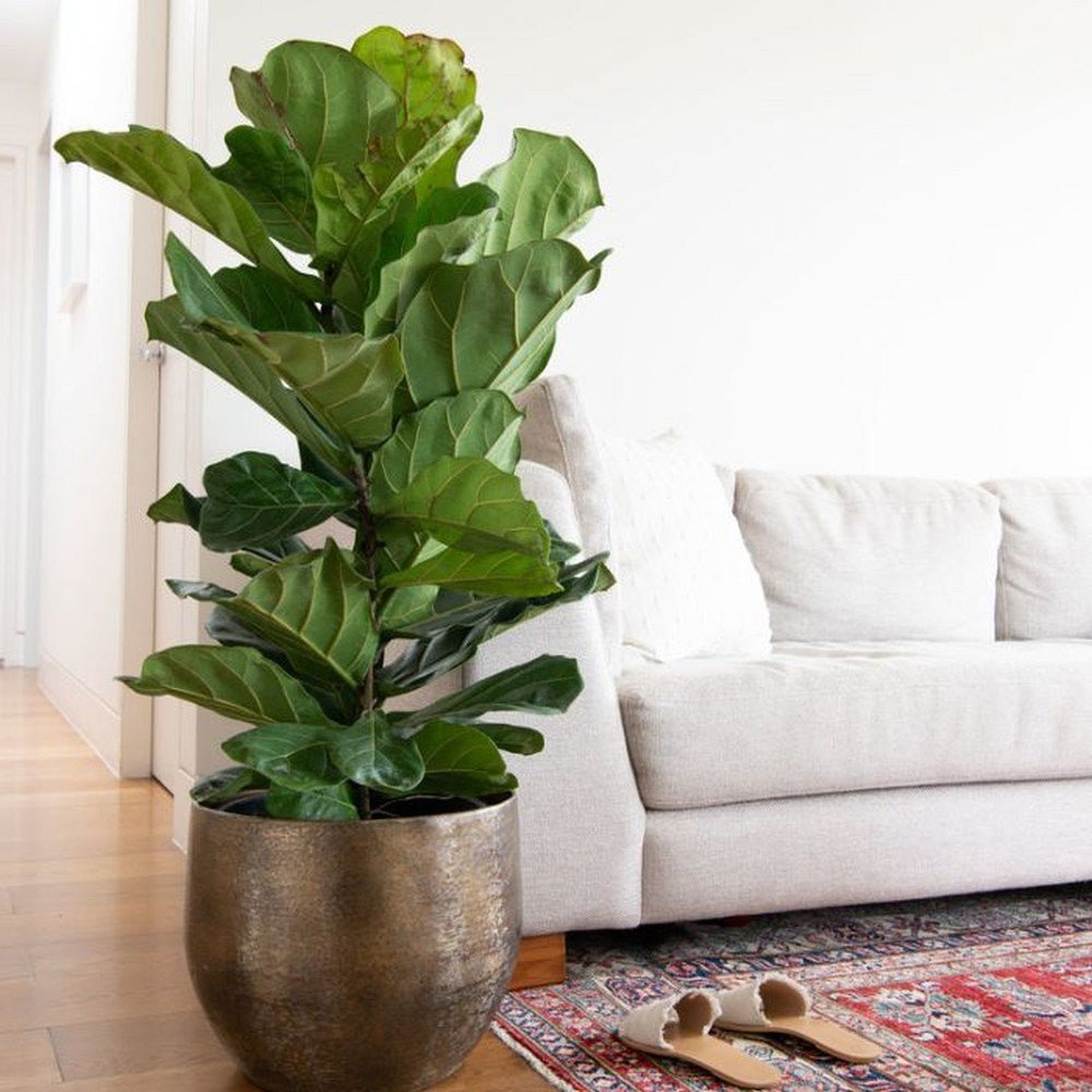 Ficus Lyrata - 100 cm