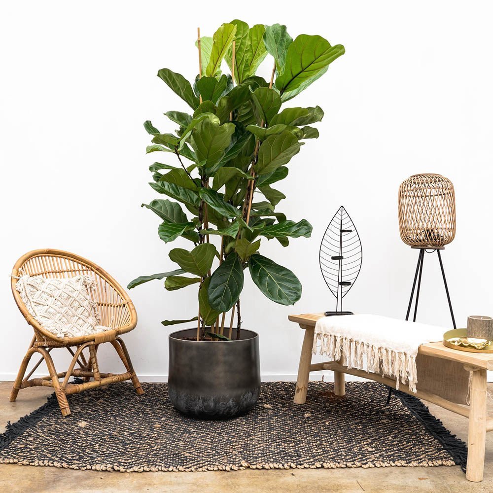 Ficus Lyrata - 60/75 cm
