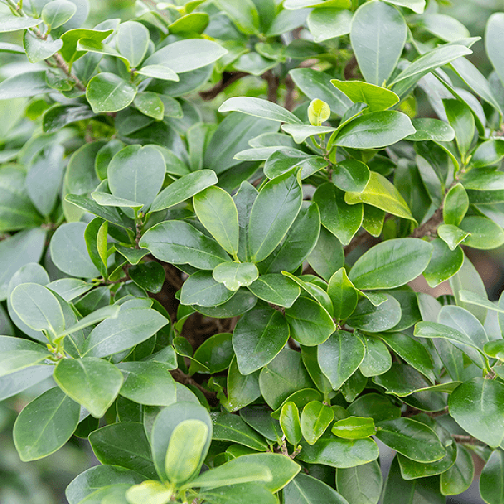 Ficus Bonsai Ginseng – spirális forma, 160 cm, légtisztító szobanövény