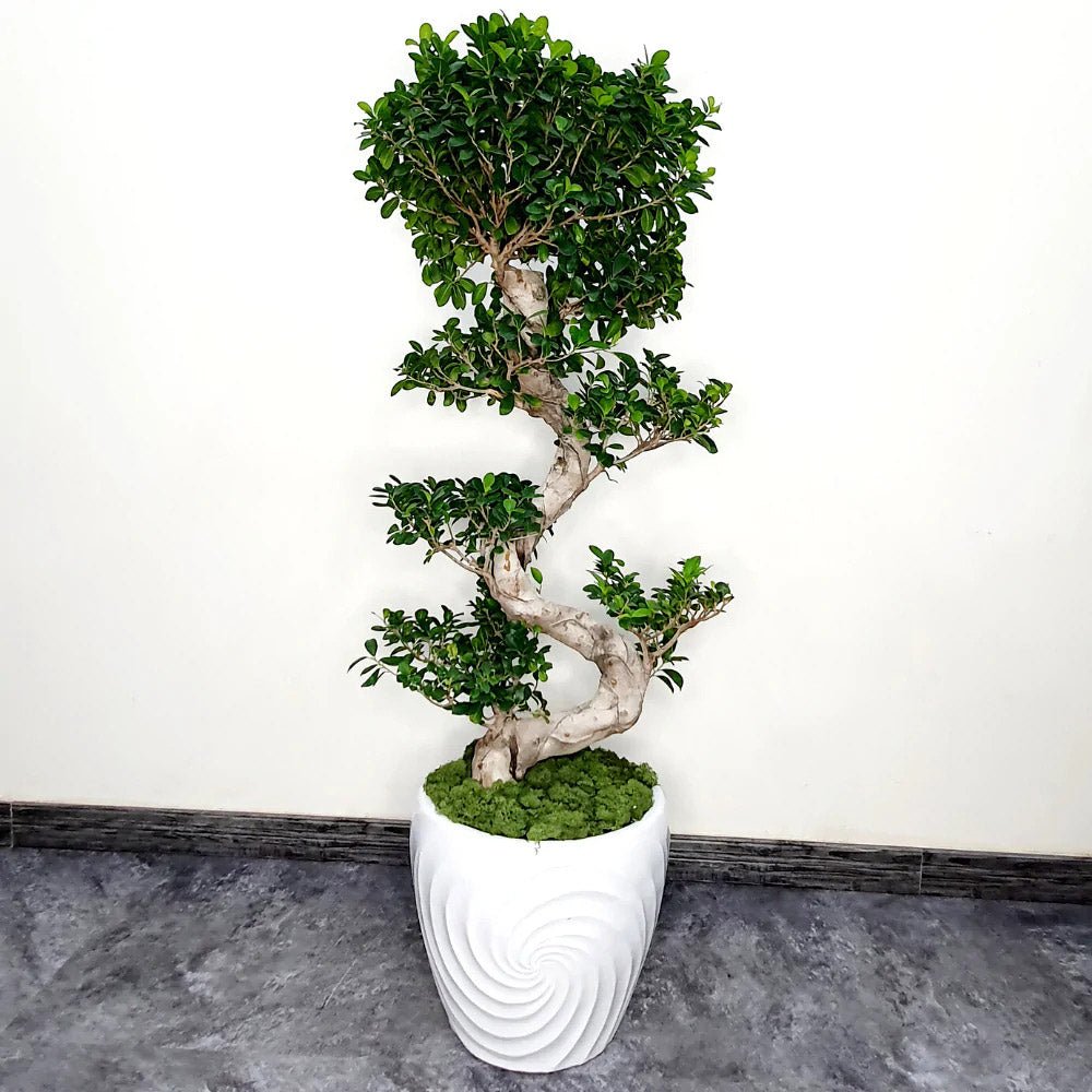 Ficus Bonsai Ginseng Forma Spirala - 40 cm