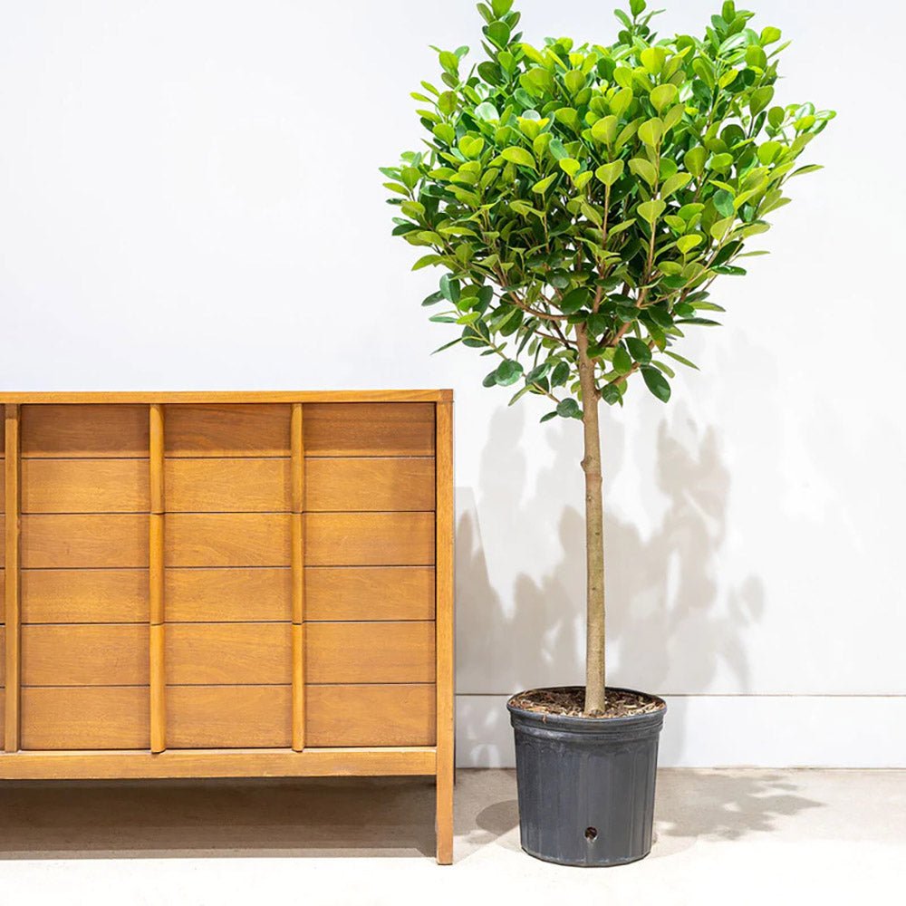 Ficus Moclame - 70 cm