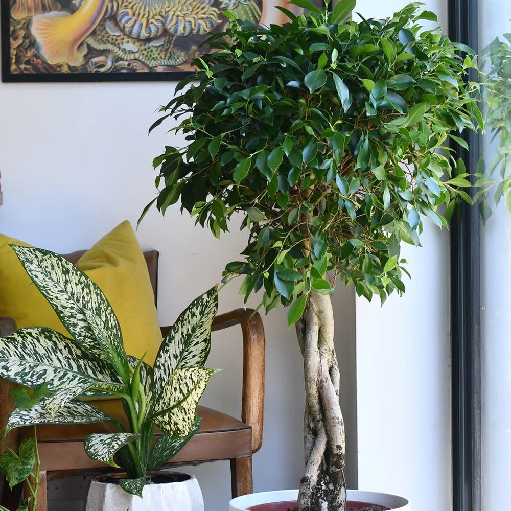 Ficus Nitida cu Tulpina Impletita - 100cm