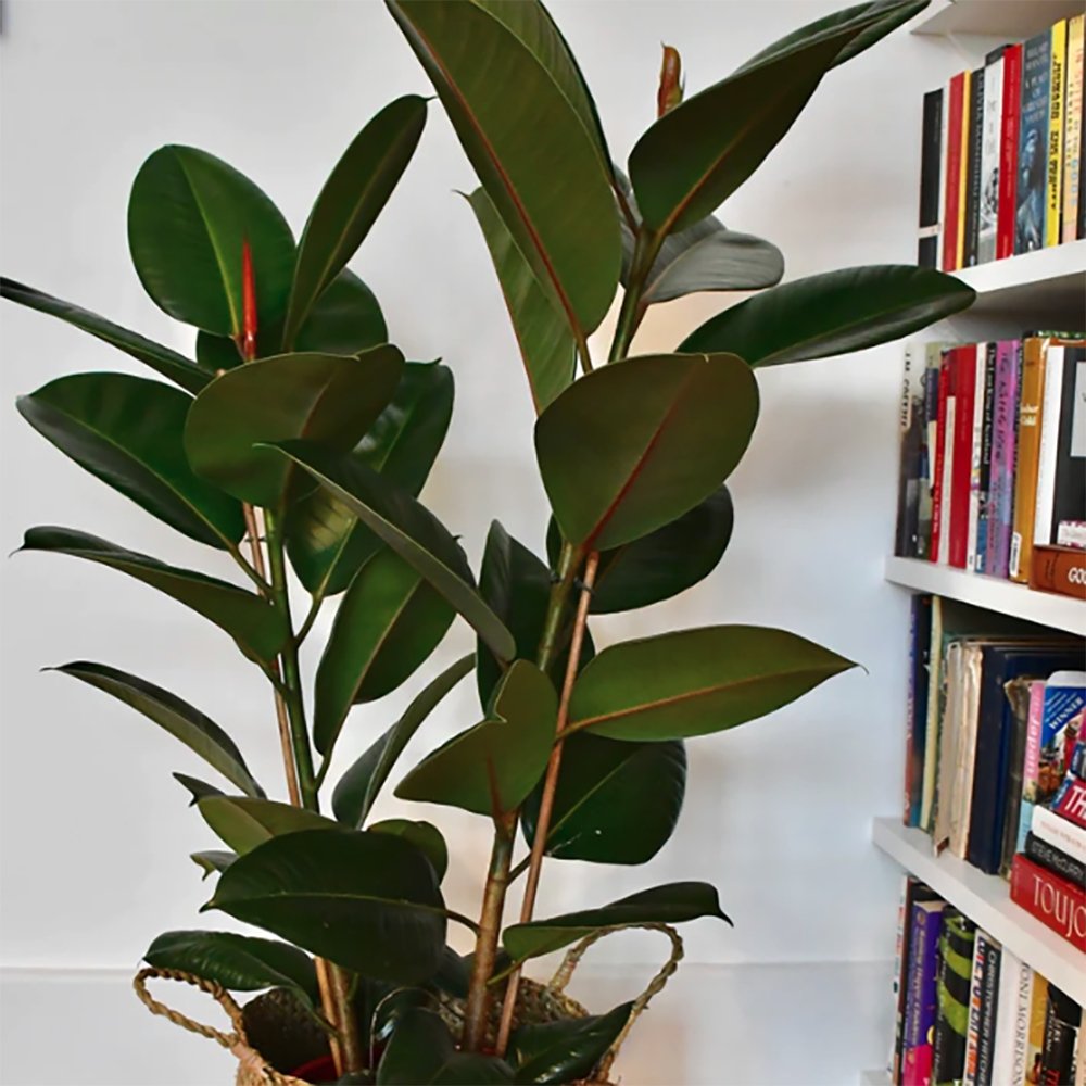 Arbore de Cauciuc (Ficus Robusta) - 110 cm