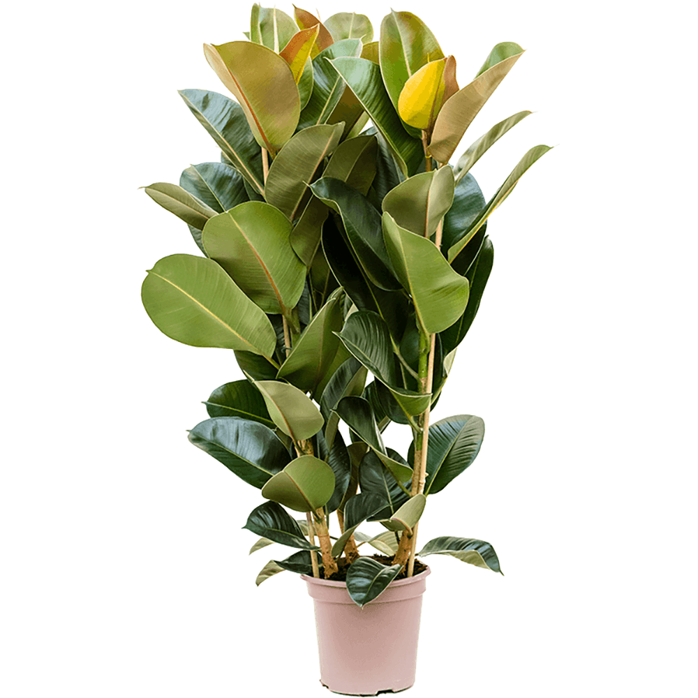 Arbore de Cauciuc (Ficus Robusta) - 130 cm