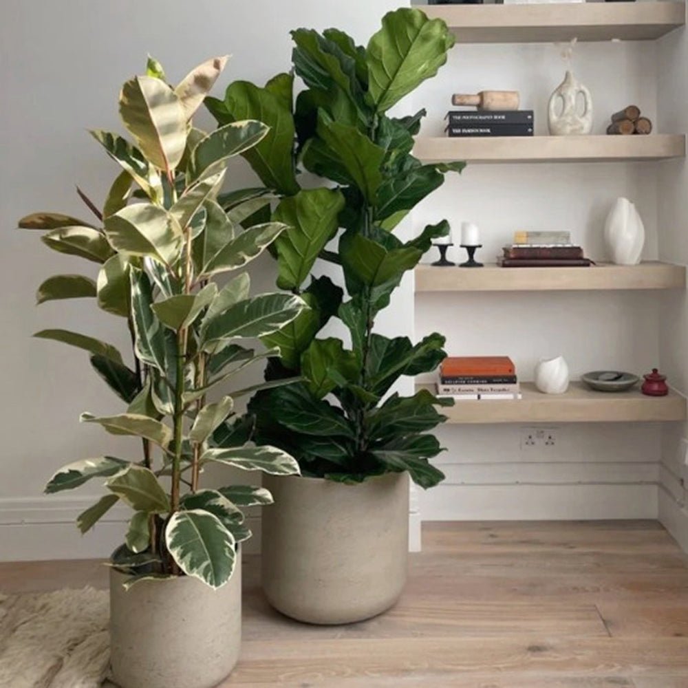 Ficus Elastica Tineke Bicolor - 80 cm