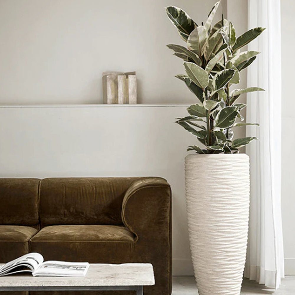 Ficus Elastica Tineke Bicolor - 80 cm
