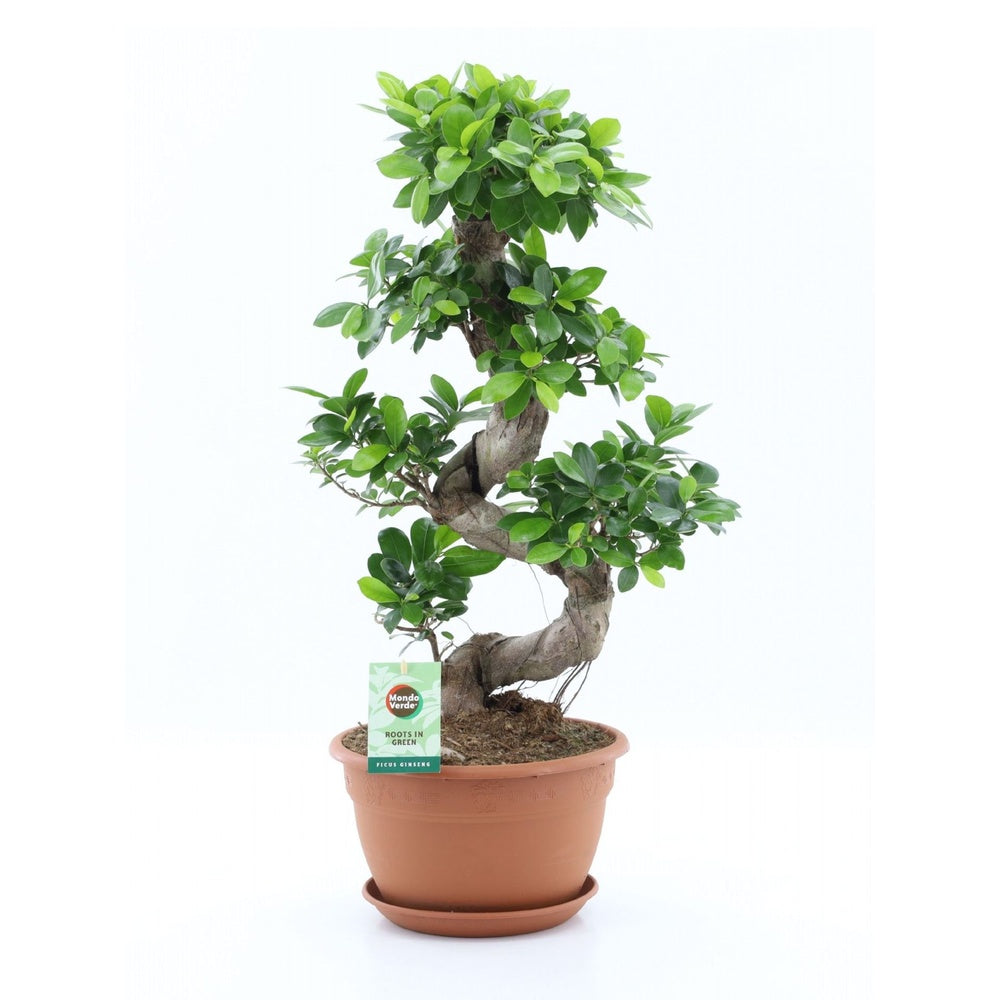 Ficus Bonsai Ginseng – spirális formájú, látványos beltéri levegőtisztító bonsai, 60 cm