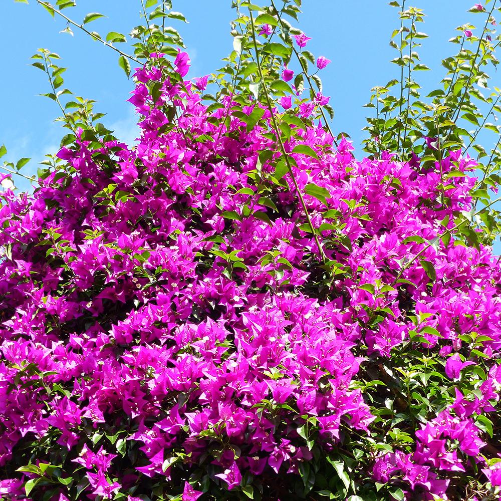 Floare de Hartie Bougainvillea Sanderiana, columnar