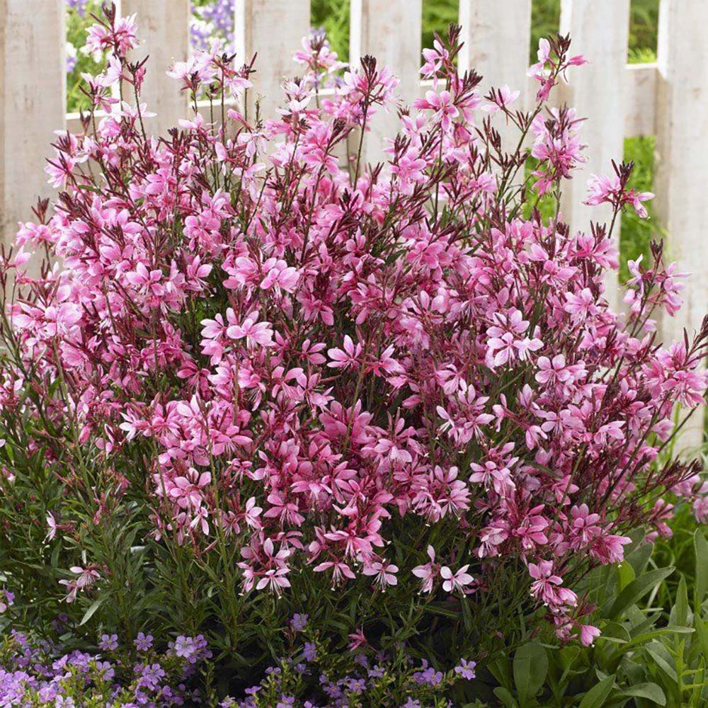 Floarea Albinei (Gaura Lindheimeri), cu flori roz-albe