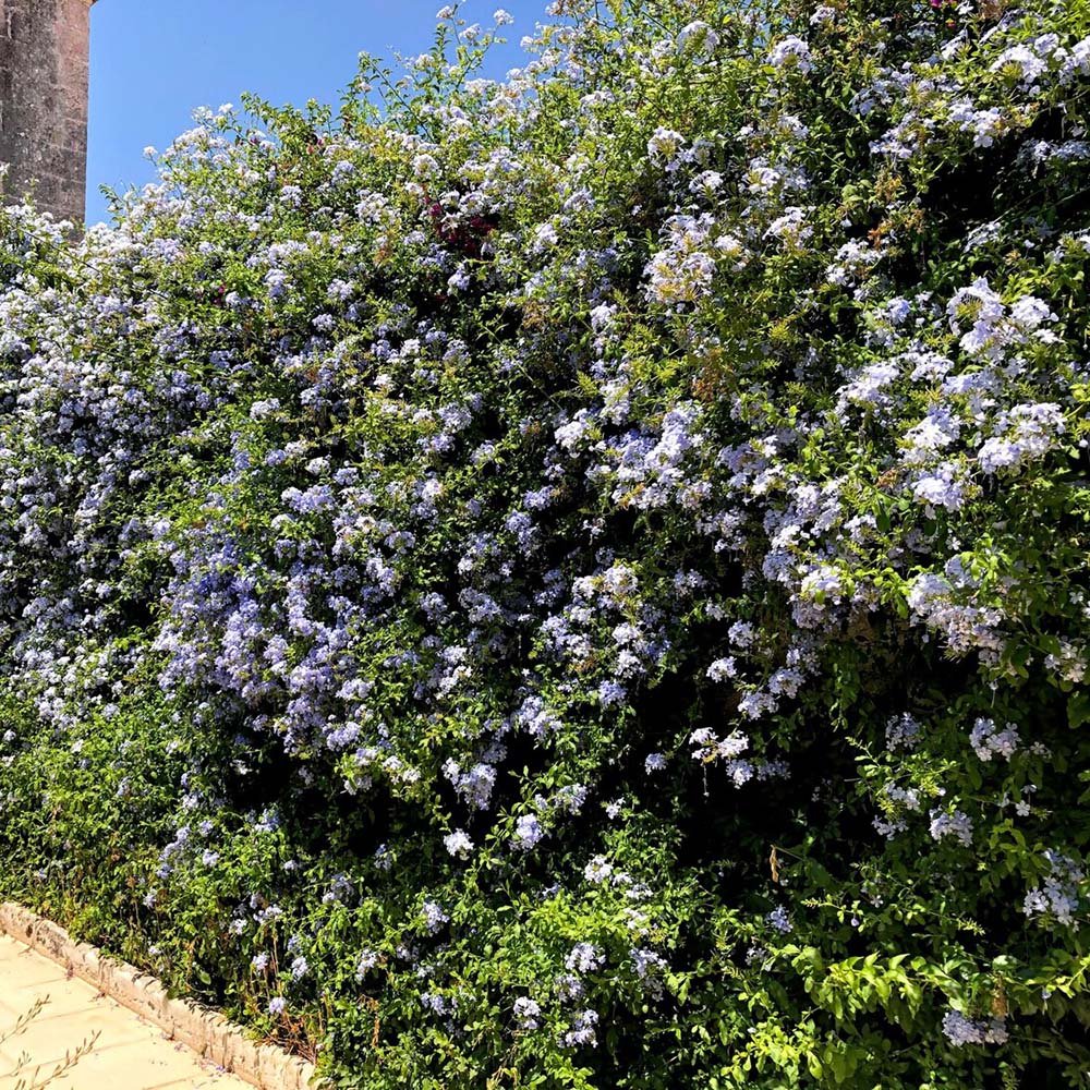 Floarea Dragostei Azur (Plumbago auriculata)