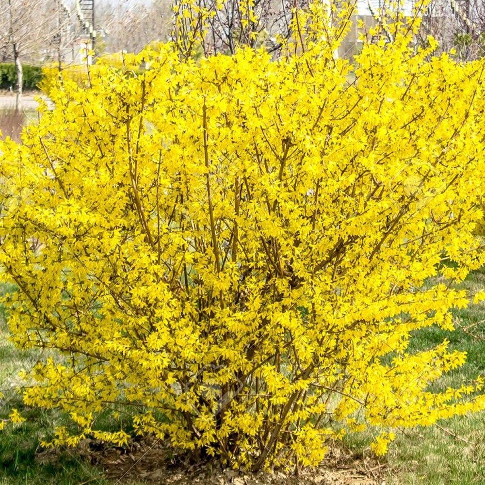 Ploaie de Aur (Forsythia Lynwood), cu flori aurii