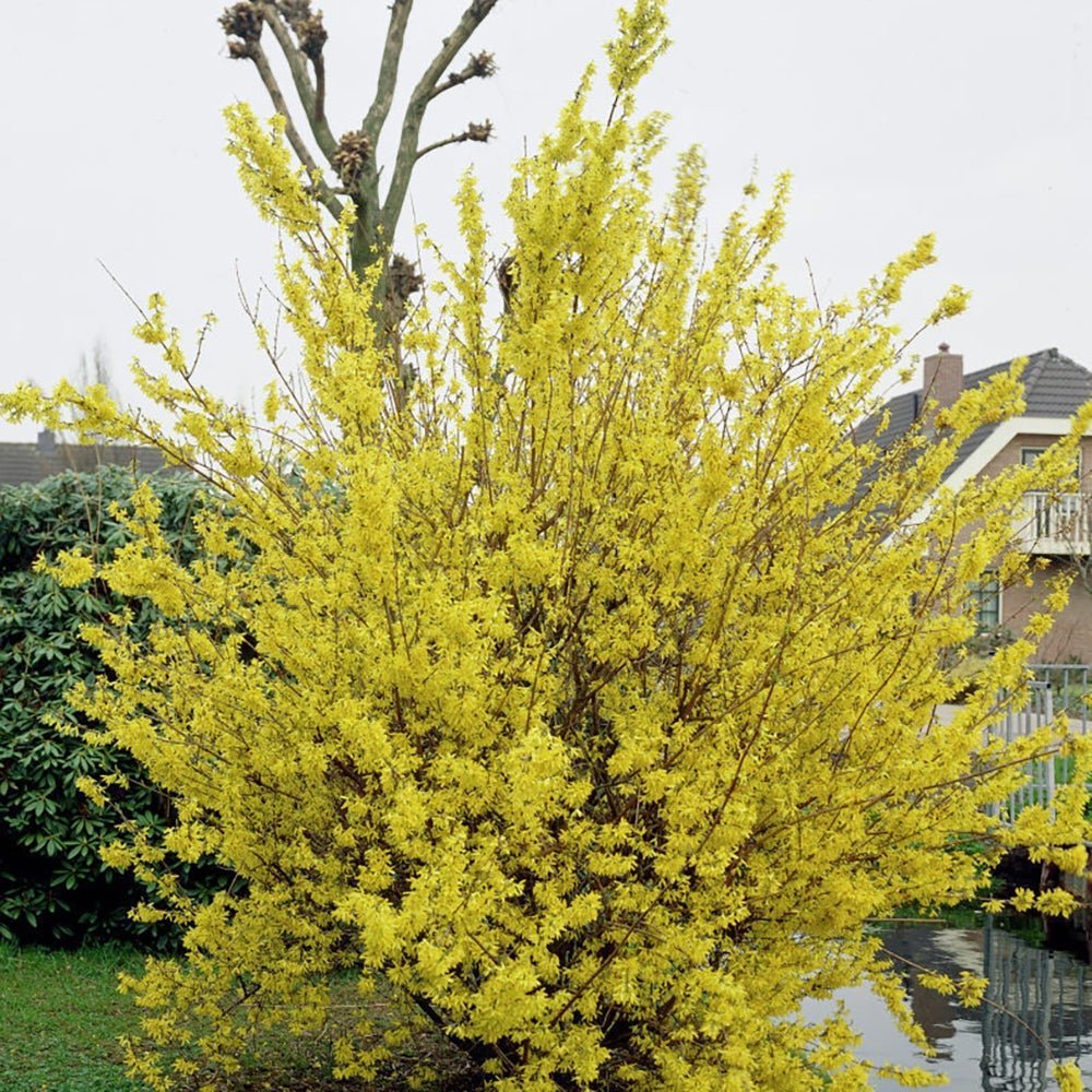 Ploaie de Aur (Forsythia Spectabilis), cu flori aurii