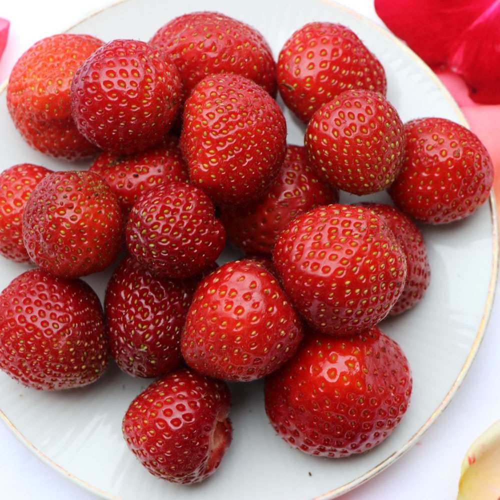 Szamóca (Fragaria × ananassa) Sonata, bőtermő fajta nagy, édes gyümölcsökkel, kertbe, 1. évtől termő