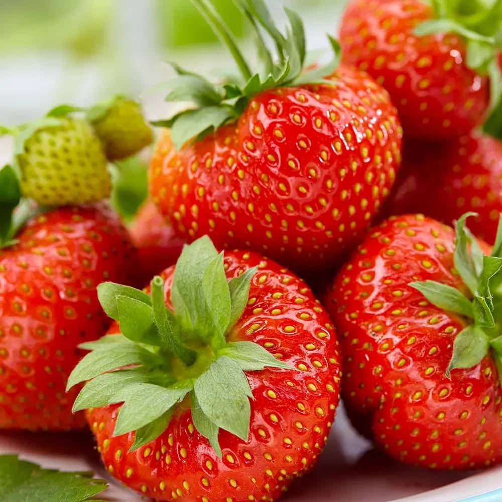 Szamóca (Fragaria × ananassa) Sonata, bőtermő fajta nagy, édes gyümölcsökkel, kertbe, 1. évtől termő