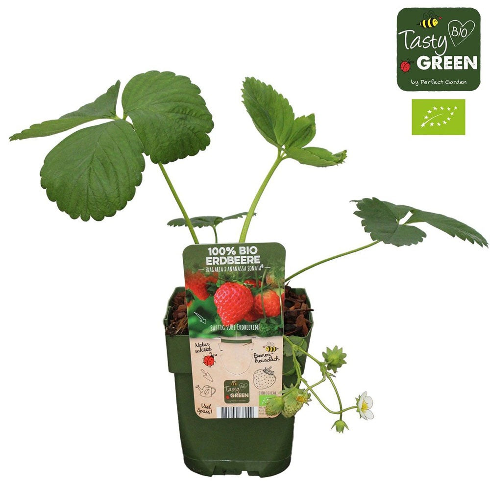 Szamóca (Fragaria × ananassa) Sonata, bőtermő fajta nagy, édes gyümölcsökkel, kertbe, 1. évtől termő