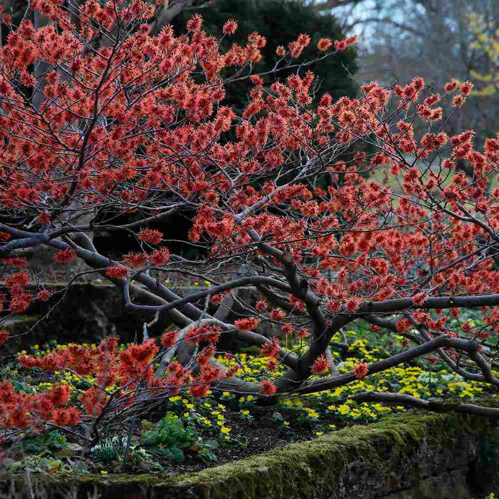 Varázsmogyoró (Hamamelis × intermedia) Ruby Glow, díszcserje rubinvörös virágokkal, január–márciusi virágzással, fagytűrő