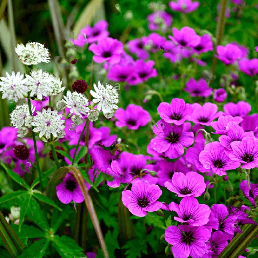 Ciocul Berzei Geranium Anne Thomson
