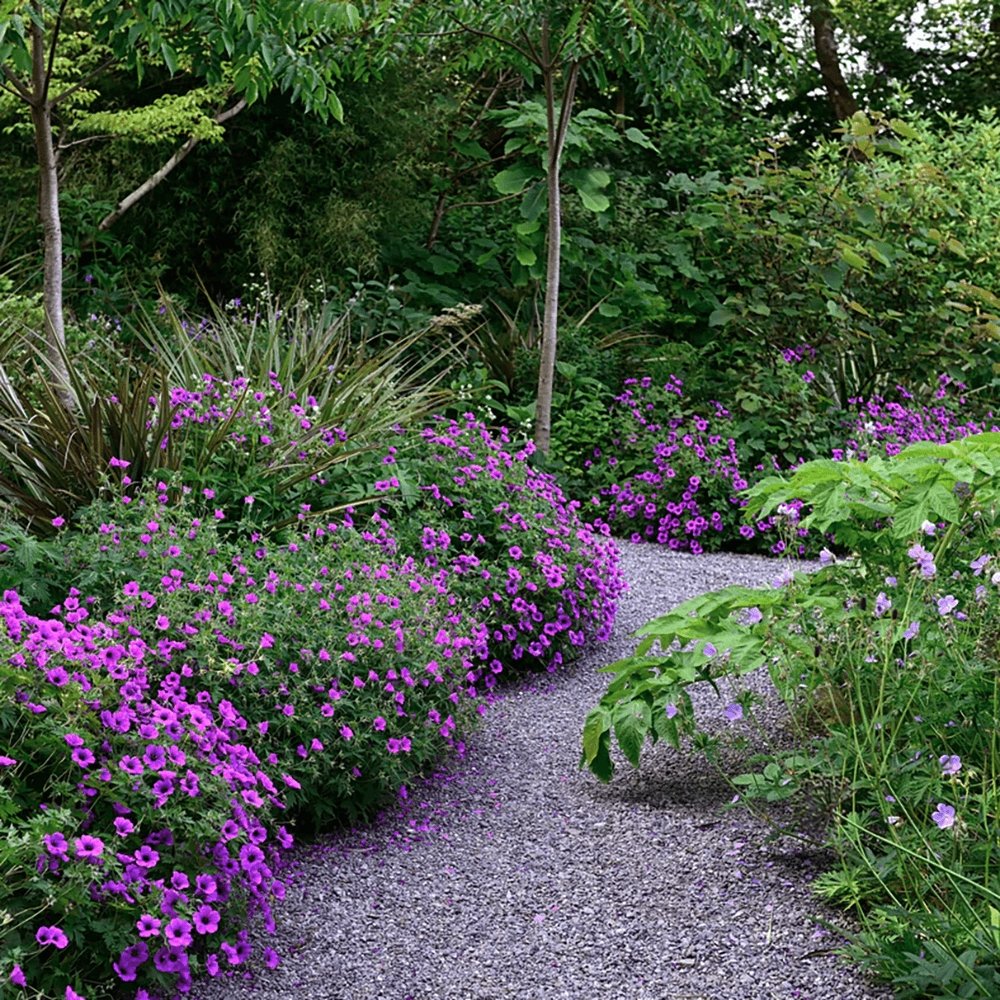 Ciocul Berzei Geranium Anne Thomson