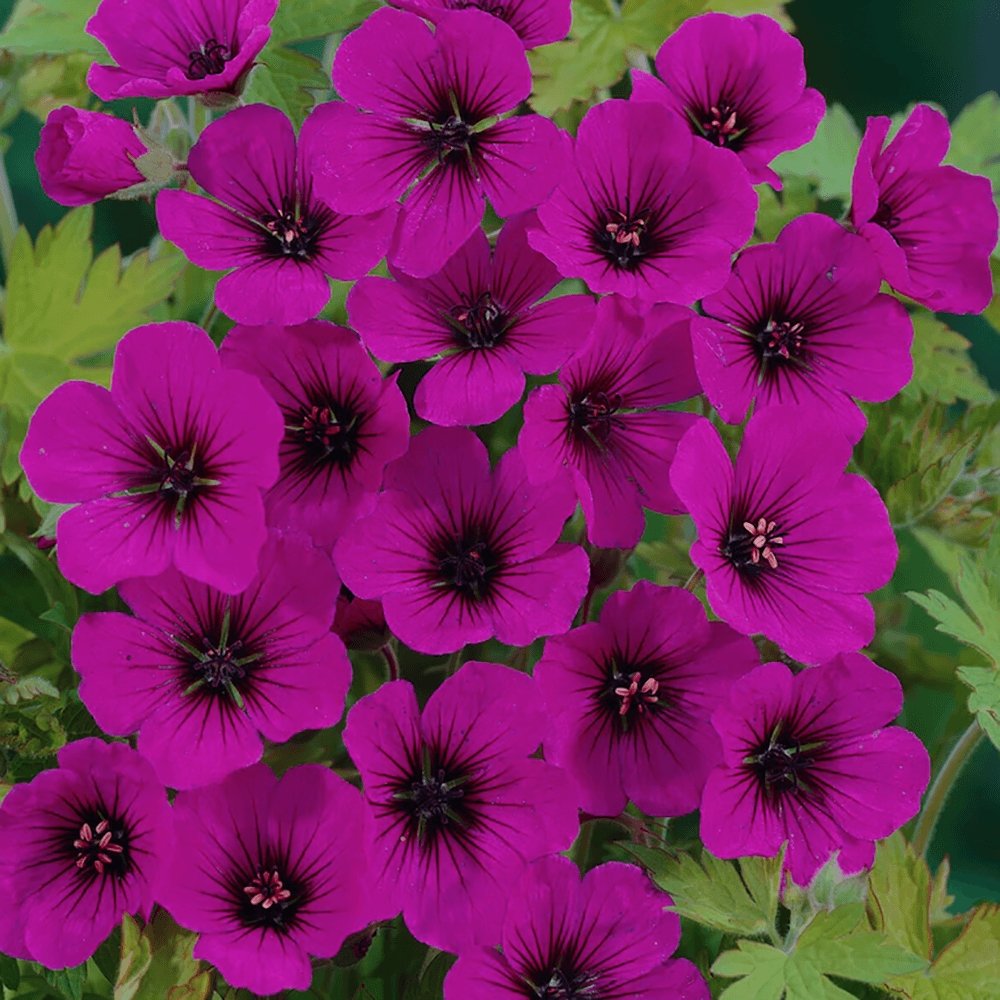 Ciocul Berzei Geranium Anne Thomson