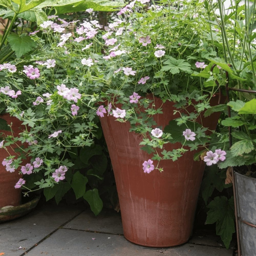 Ciocul Berzei Geranium Dreamland