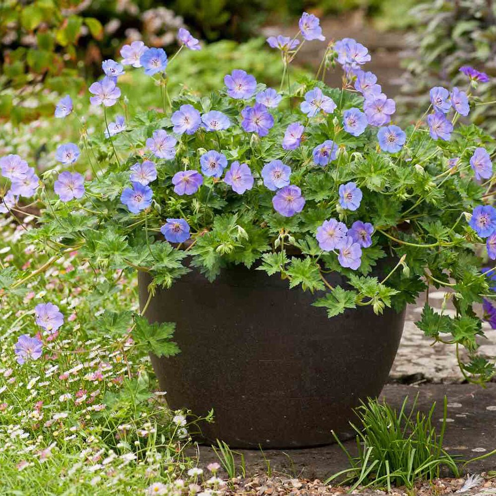 Ciocul Berzei Geranium Rozanne, tarator cu flori albastre-mov