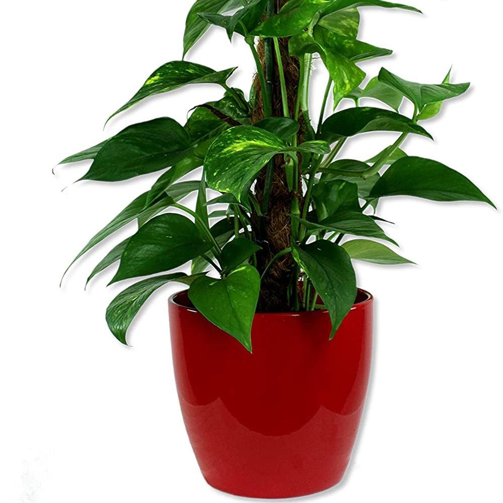 Ghiveci plante rotund Ceramic Scheurich, Ø 16 cm, H14 cm, Rosu