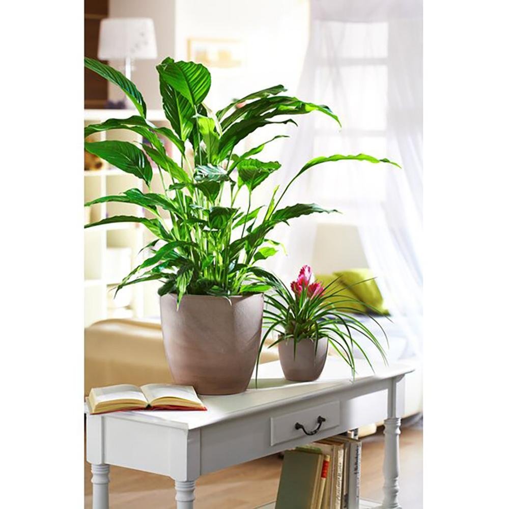 Ghiveci plante rotund Ceramic Scheurich Ø 19 cm, H17 cm, Maro