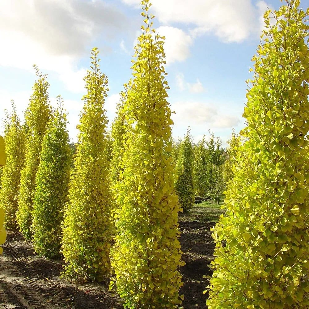 Arborele Pagodelor Columnar Menhir (Ginkgo Biloba)