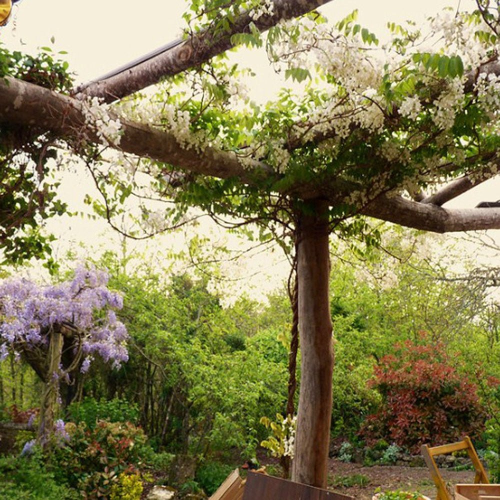 Glicina (Wisteria) cataratoare Shiro Kapitan, cu flori albe