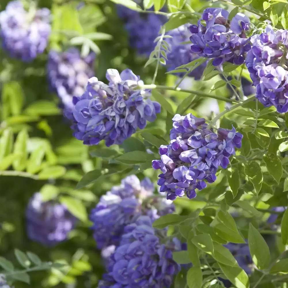 Glicina (Wisteria) cataratoare Amethyst Falls, cu flori mov albastru