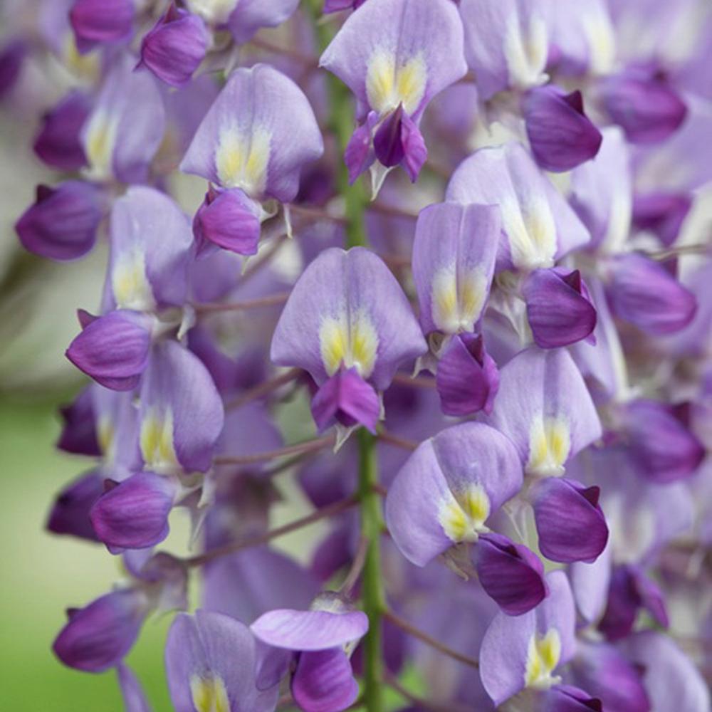 Glicina (Wisteria) cataratoare Sinensis Prolific, cu flori mov