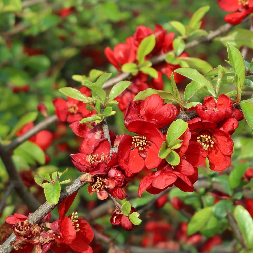 Gutui Japonez, Merisor (Chaenomeles) Crimson and Gold, cu flori rosu-auriu