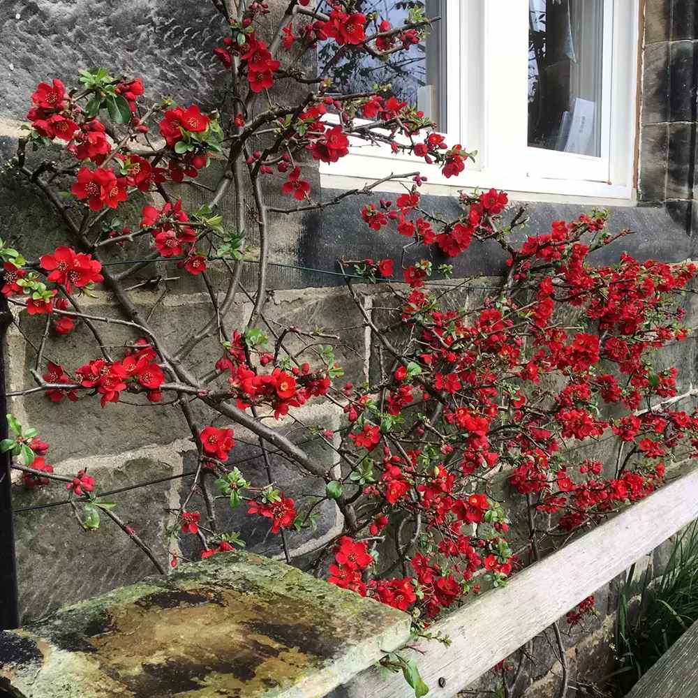 Gutui Japonez, Merisor (Chaenomeles) Crimson and Gold, cu flori rosu-auriu