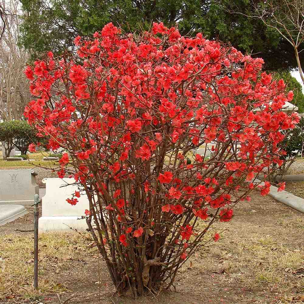 Gutui Japonez, Merisor (Chaenomeles) Nicoline, cu flori rosii